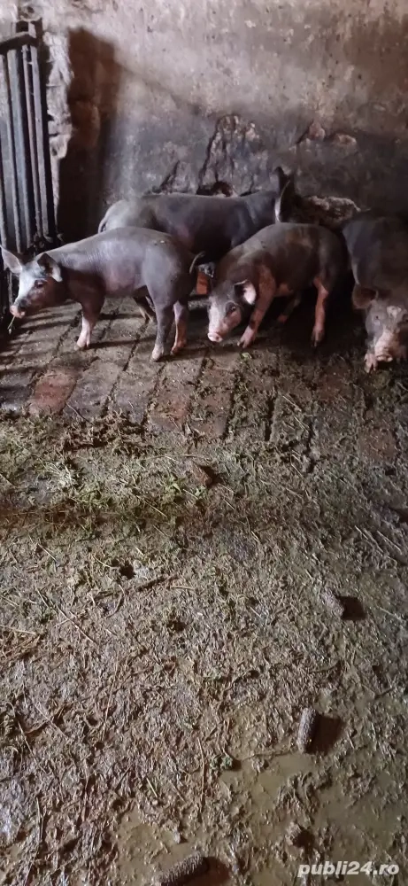 purcei  de vânzare  purcei  de vânzare