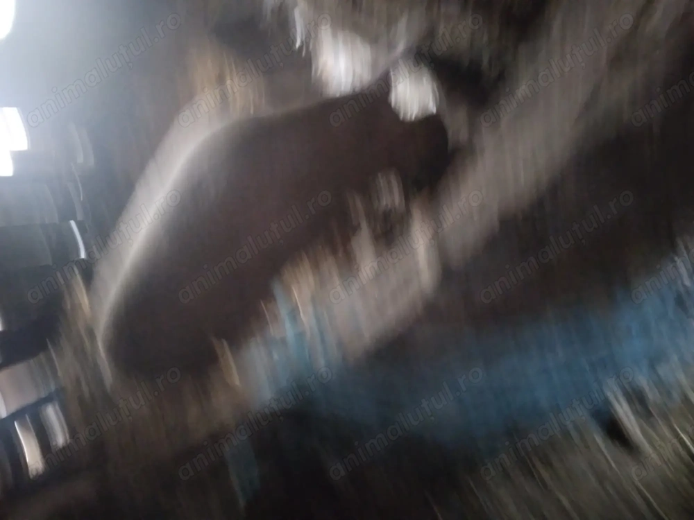 Vând purcei și porci pt taiat Vând purcei și porci pt taiat