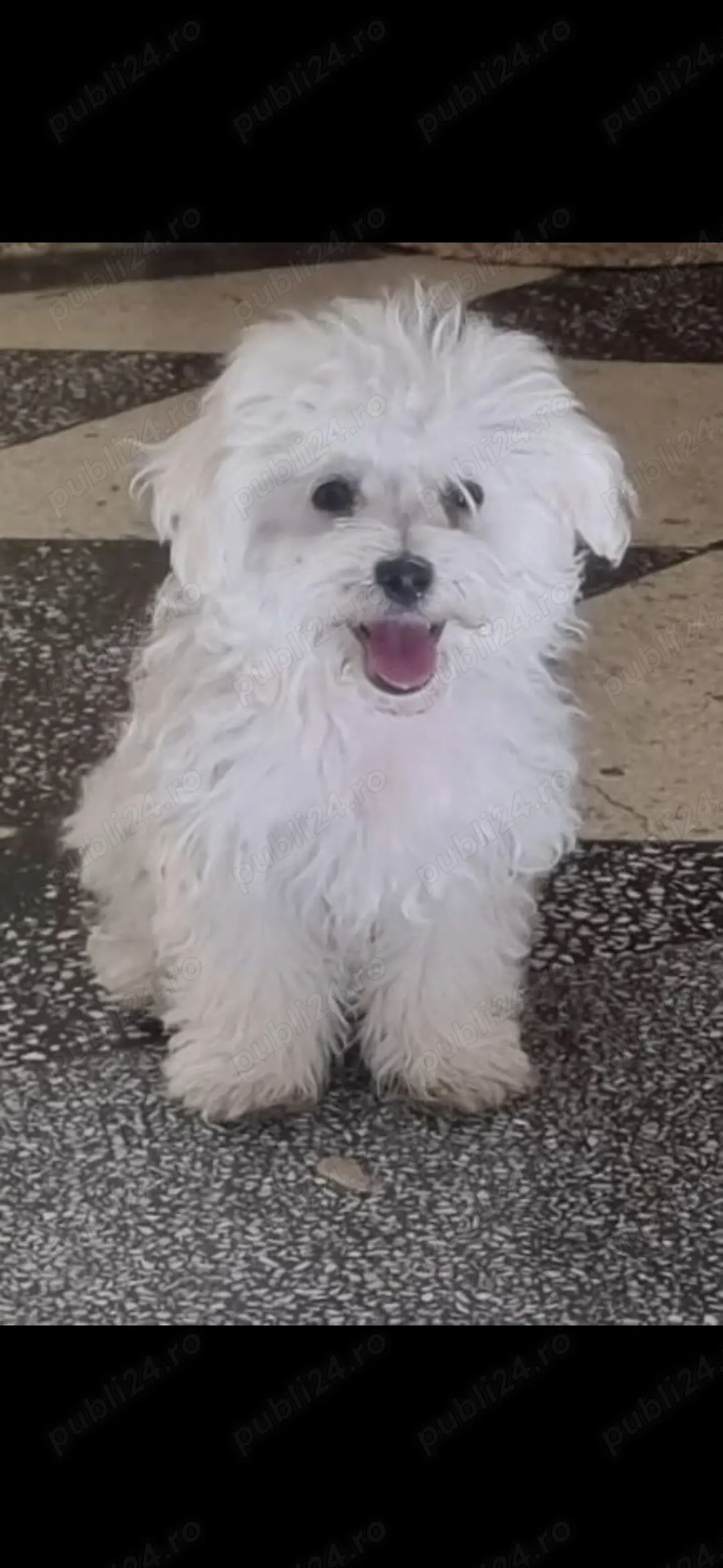 Bichon Maltese ,mascul Bichon Maltese ,mascul