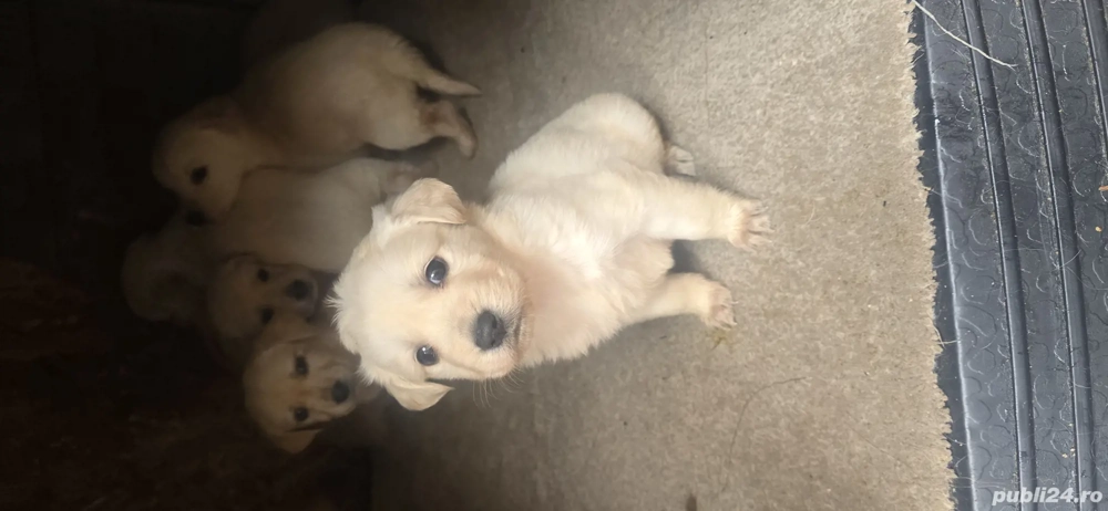 cățeii labrador deparazitati mai multe detalii în privat  cățeii labrador deparazitati mai multe detalii în privat