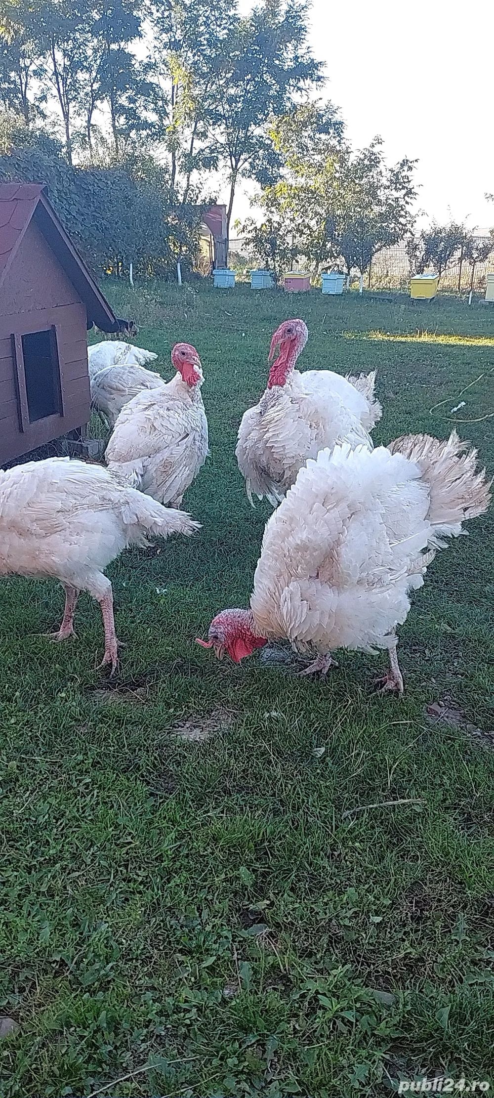 Curcani și curci.  Curcani și curci.