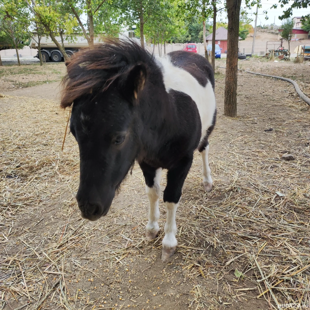 ponei mascul. fabricatie aprilie 2025 ponei mascul. fabricatie aprilie 2025