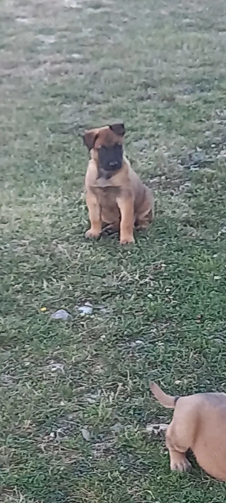 Câini ciobănești malinois