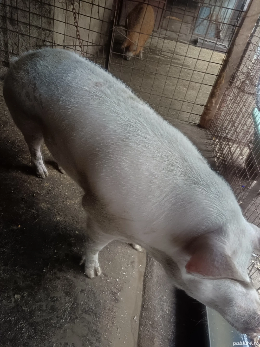 vând scroafă pietrean alb  vând scroafă pietrean alb