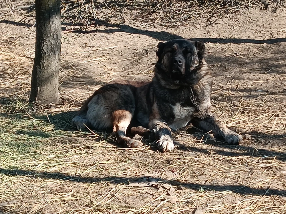 Vând câine ciobănesc 