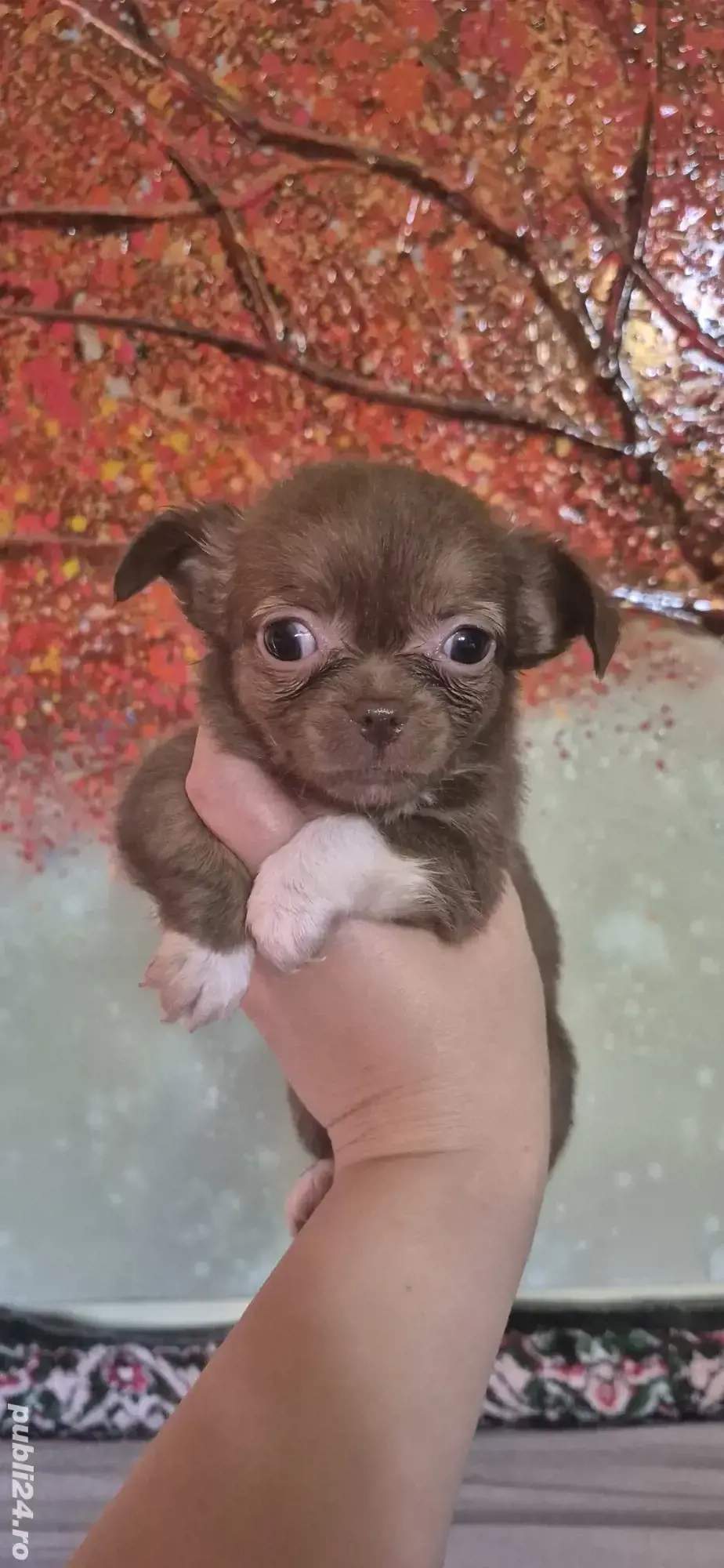 chihuahua fetita  chihuahua fetita