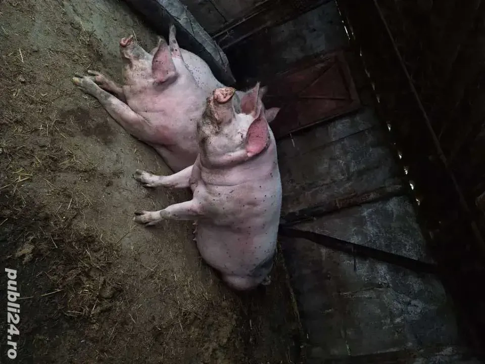 vand porci vand porci