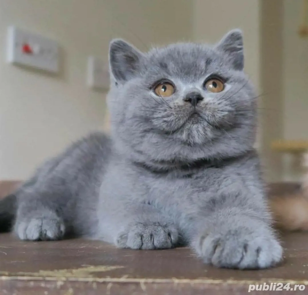 British Shorthair Blue 