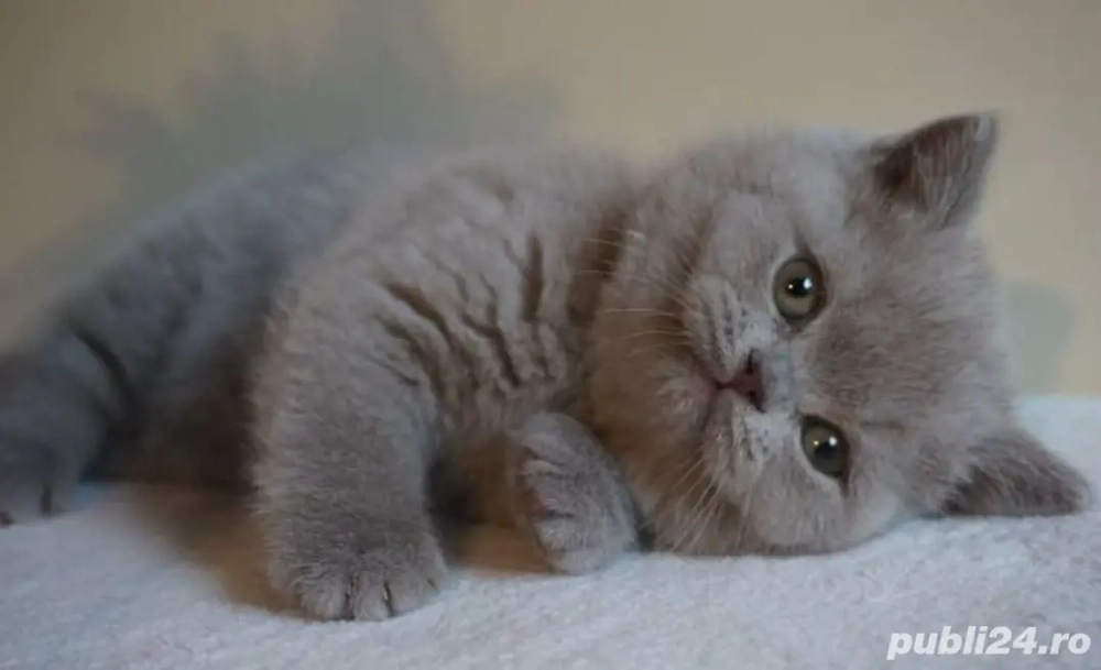 British Shorthair Blue 