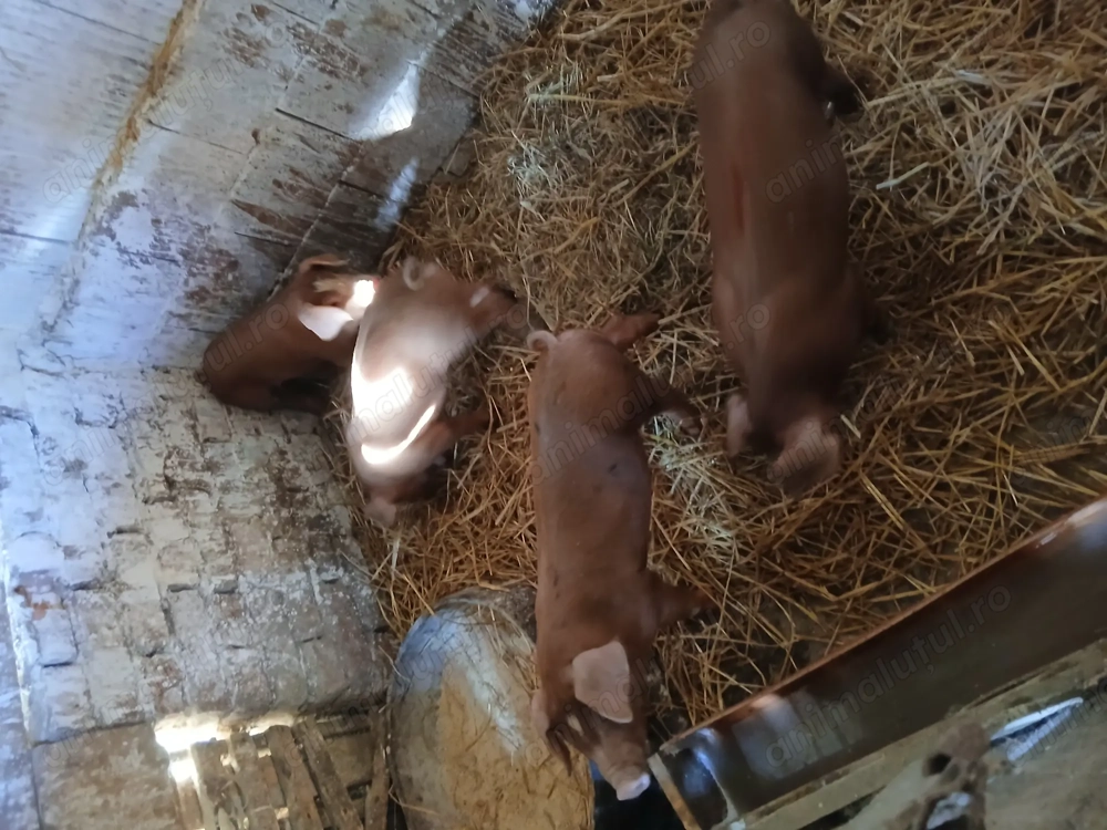 Vând purcei duroc  Vând purcei duroc