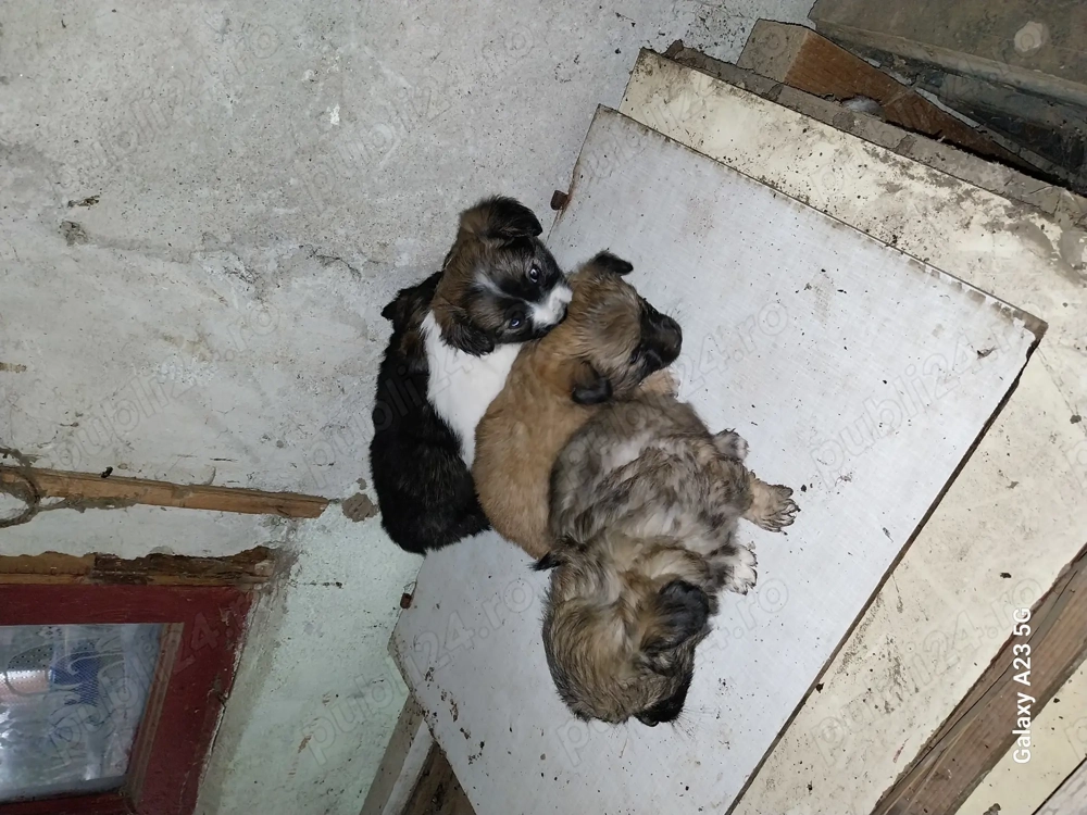 Donez catei la familii iubitori de animale de companoe