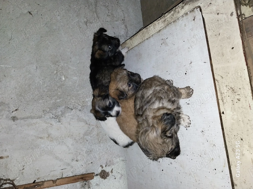 donez catelusi  donez catelusi