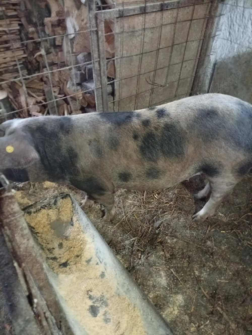 De vânzare porci de carne