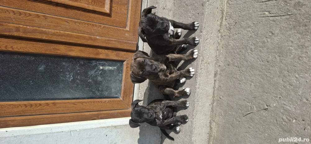 cautam o casuta nouă.  cautam o casuta nouă.