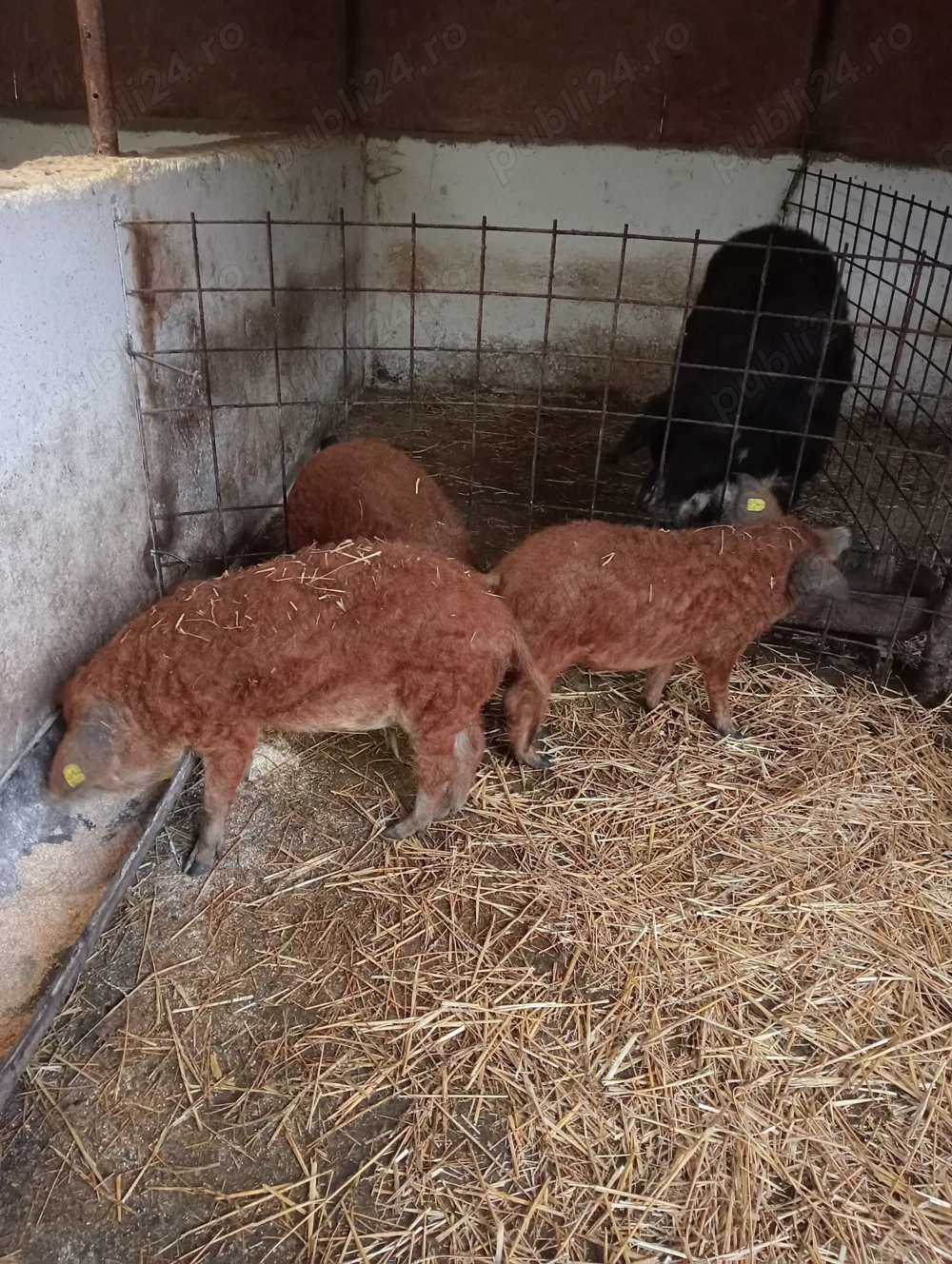 Godaci mangalița la 35-40 de kg 