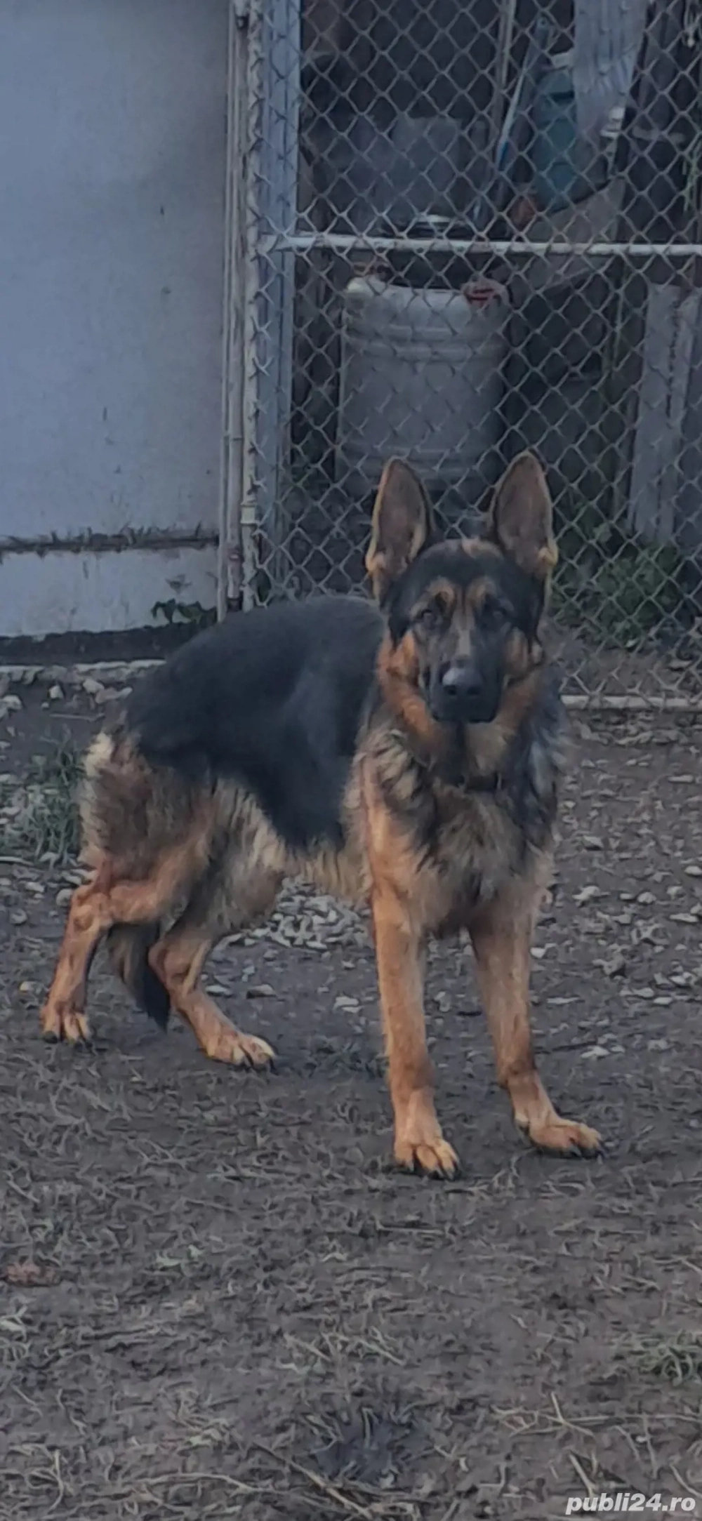 donez. urgent. ciobănec. german