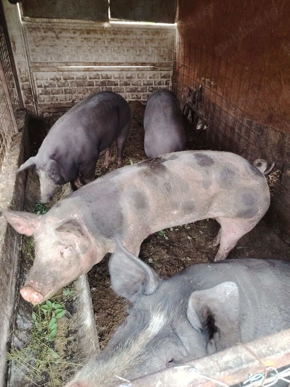 Vând porci pentru Crăciun 