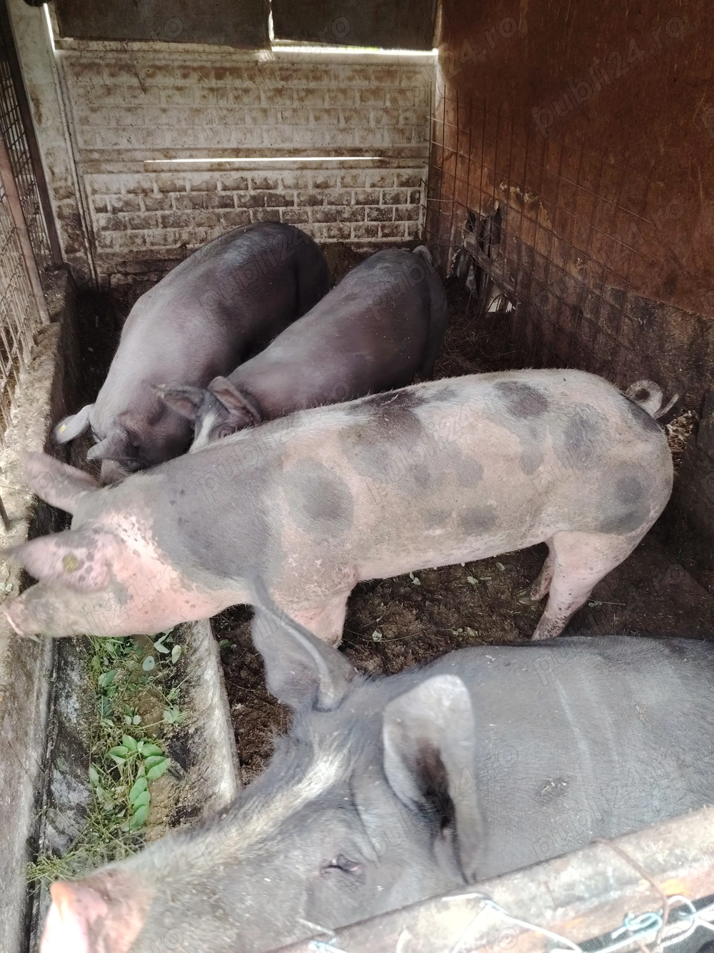 Vând porci pentru Craciun