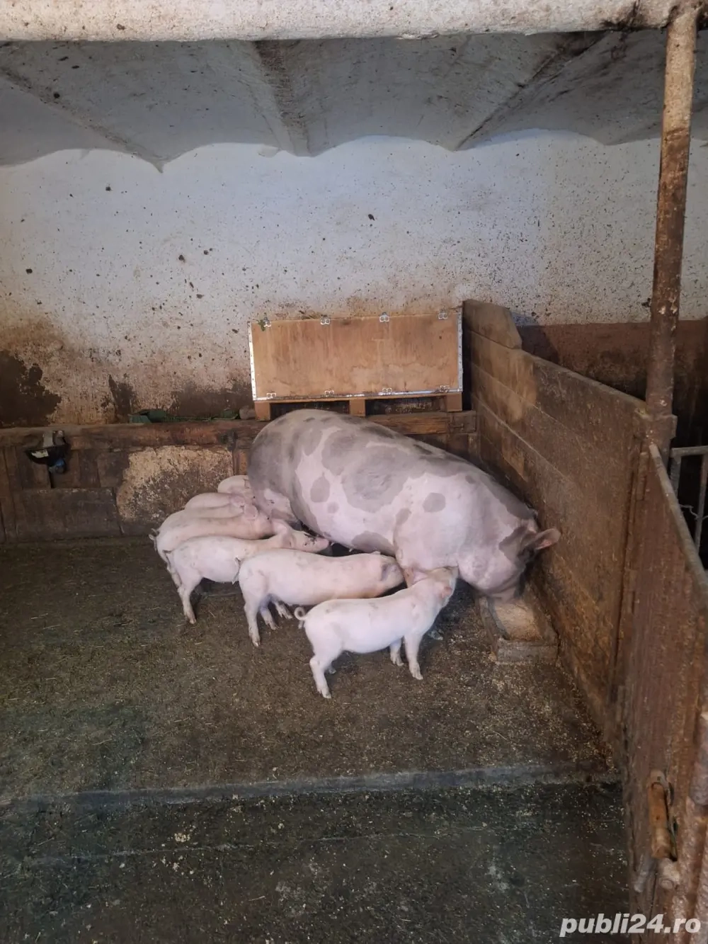 purcei de vanzare purcei de vanzare