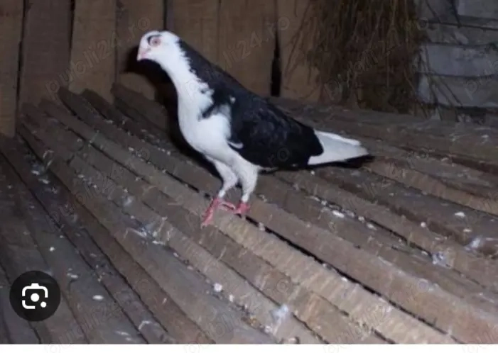 Schimb femela cu turturele