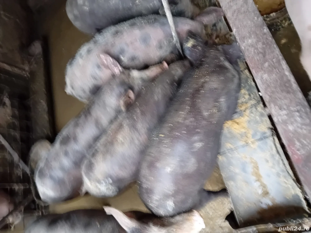 Șoldani de carne Șoldani de carne