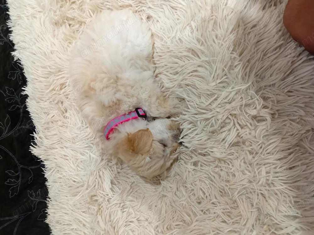 Vând doi pui de bichon  Vând doi pui de bichon