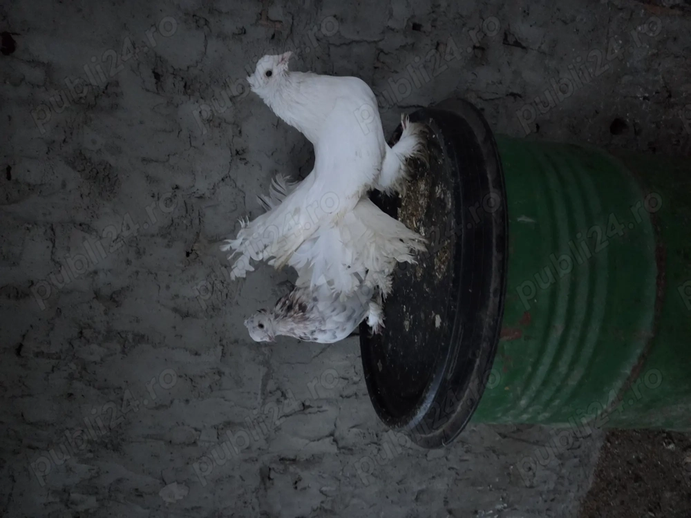 Vand pereche porumbei voltati indieni Vand pereche porumbei voltati indieni