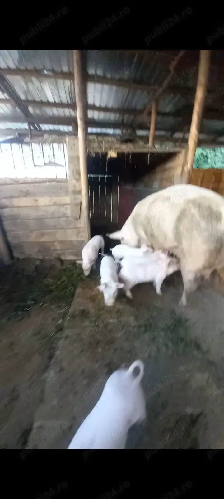 Vând oi și purcei la preț accesibil! Vând oi și purcei la preț accesibil!