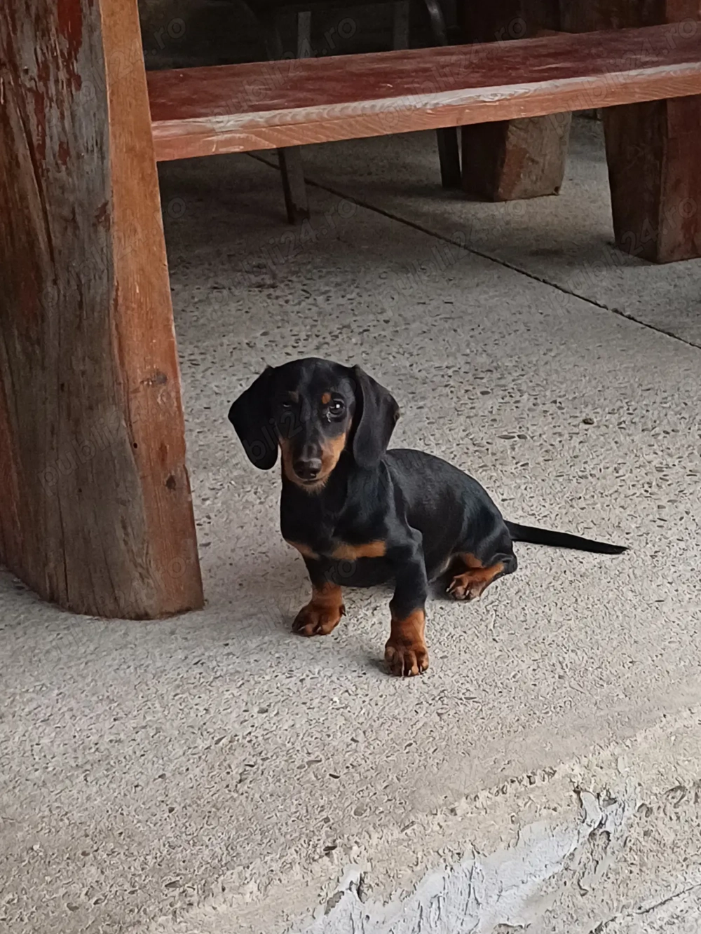 Vand 2  teckeli pitici ,o femela si un mascul de 4 luni Vand 2  teckeli pitici ,o femela si un mascul de 4 luni