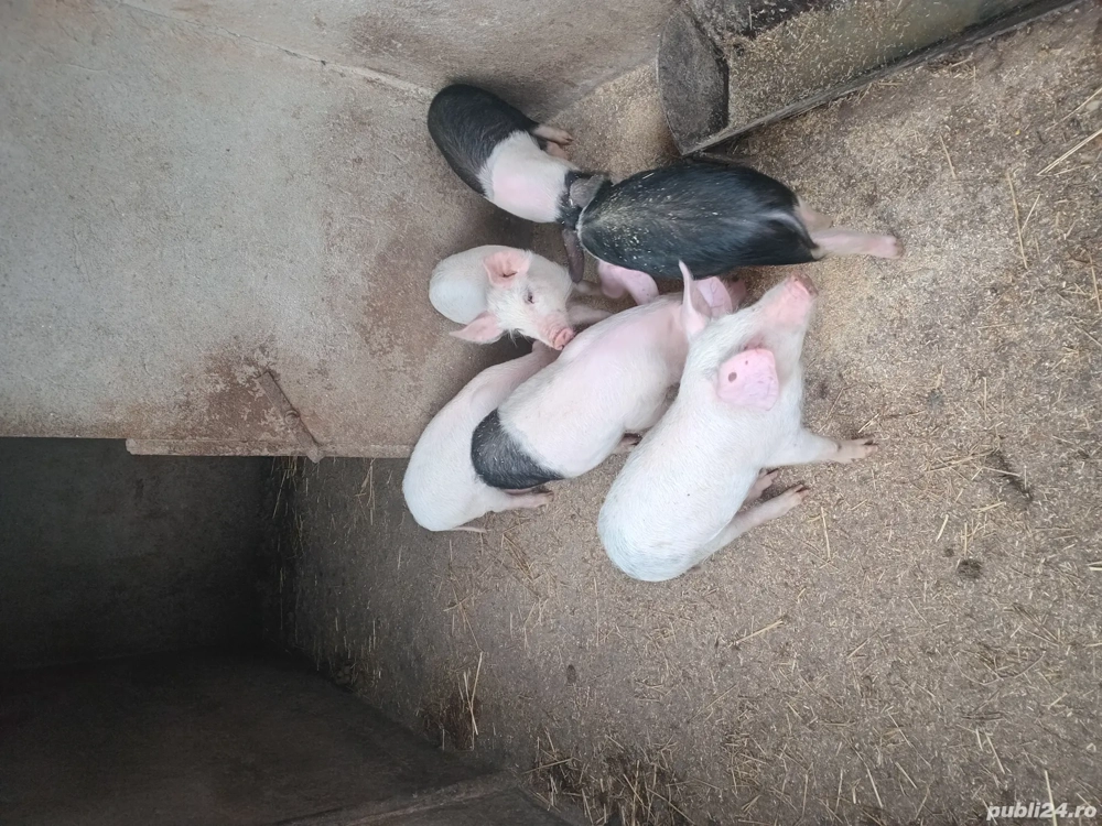 Grasunasi de vânzare 