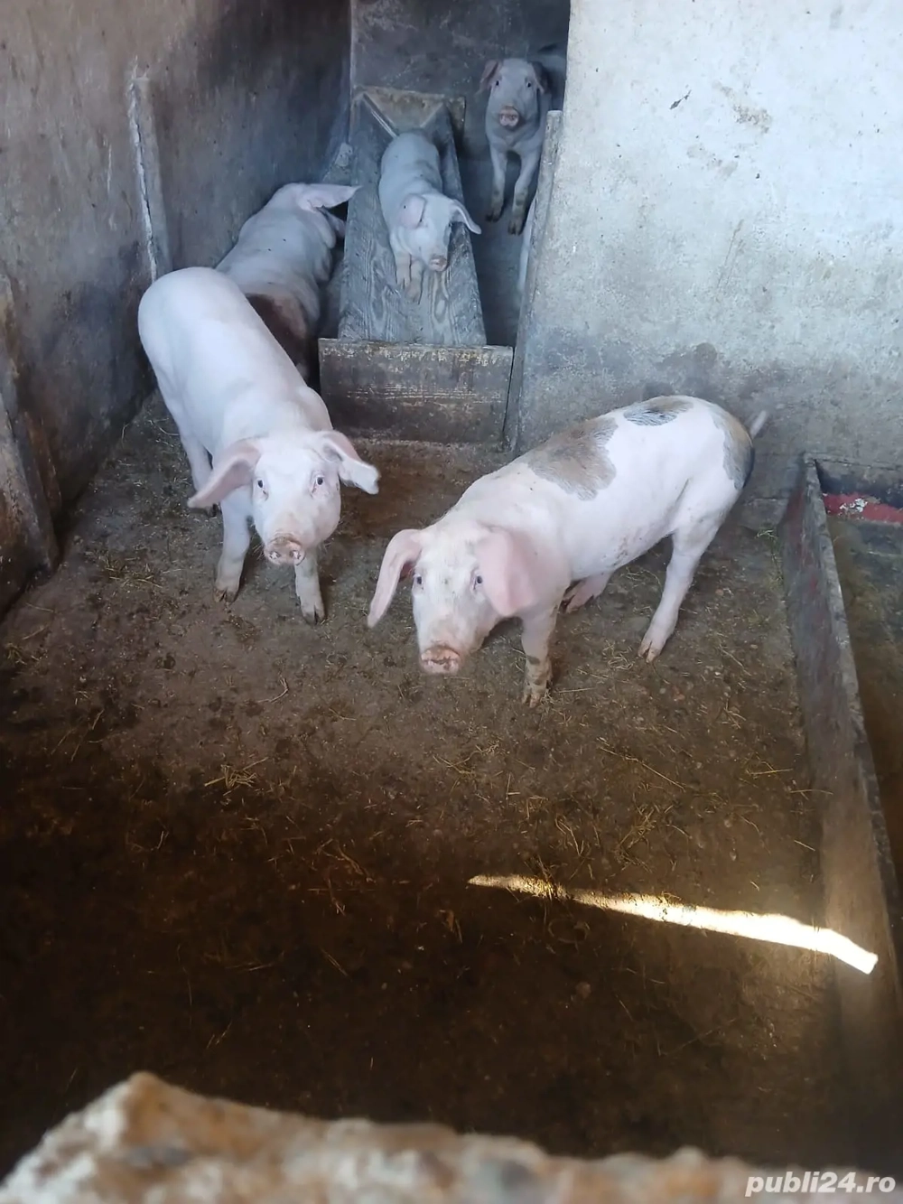 Grasuni de vanzare,400 negociabil