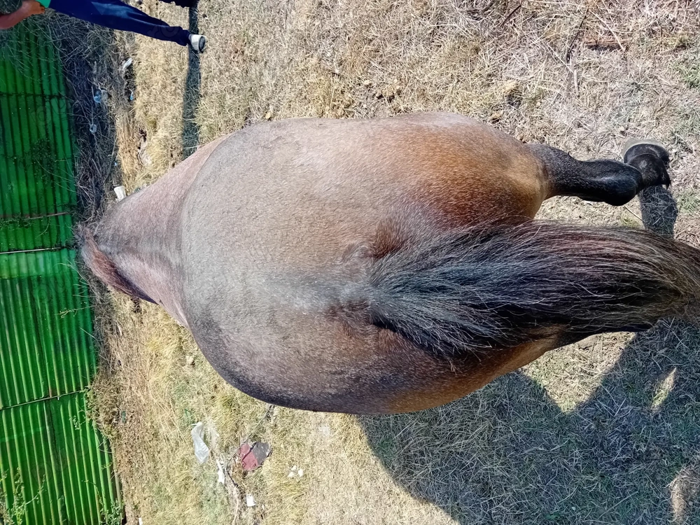 Cal de vanzare Mehedinti Simian Cal de vanzare Mehedinti Simian