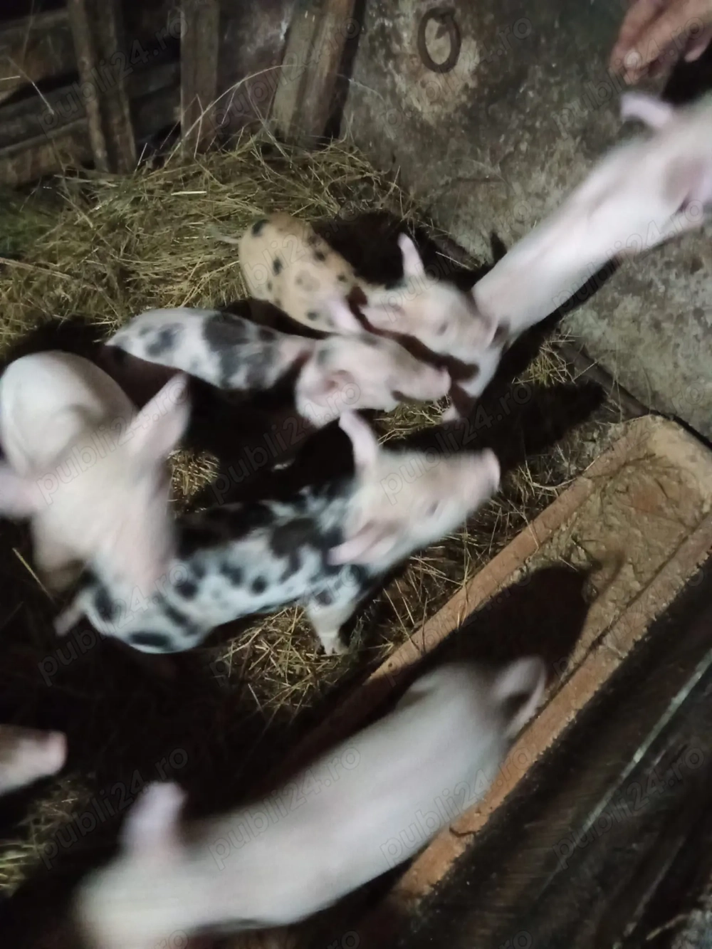 Vand purcelusi de 6 săptămâni  Vand purcelusi de 6 săptămâni