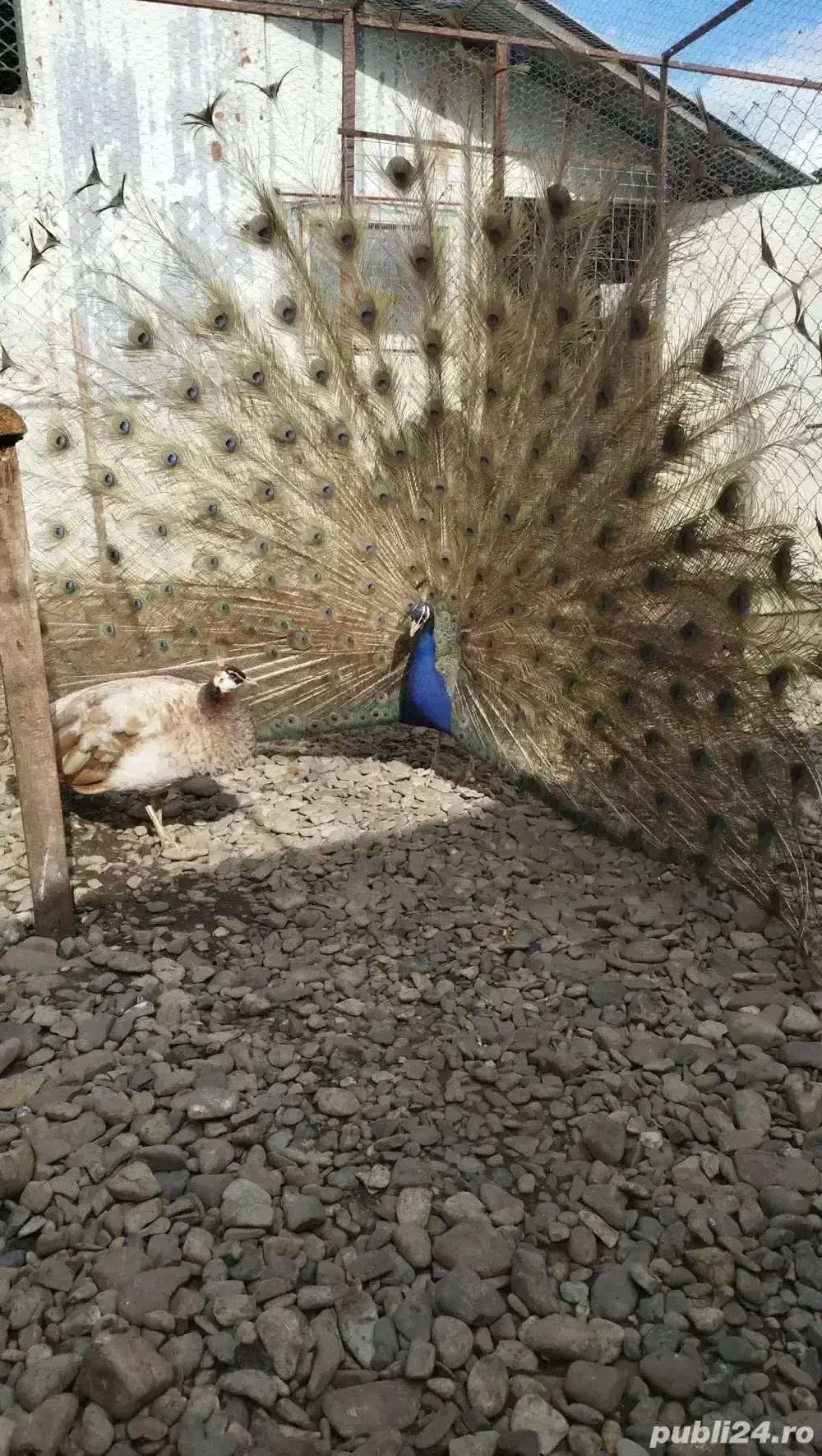 fazani pauni rate si gaste exotice fazani pauni rate si gaste exotice