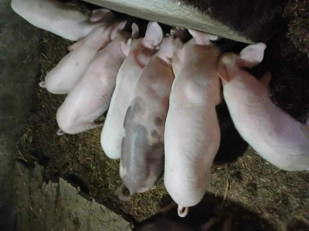 Disponibili sau schimb Disponibili sau schimb