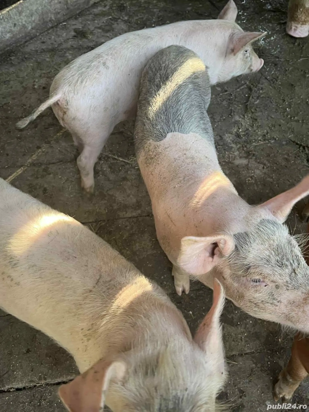 vand purcele detali la numarul e telefon  vand purcele detali la numarul e telefon