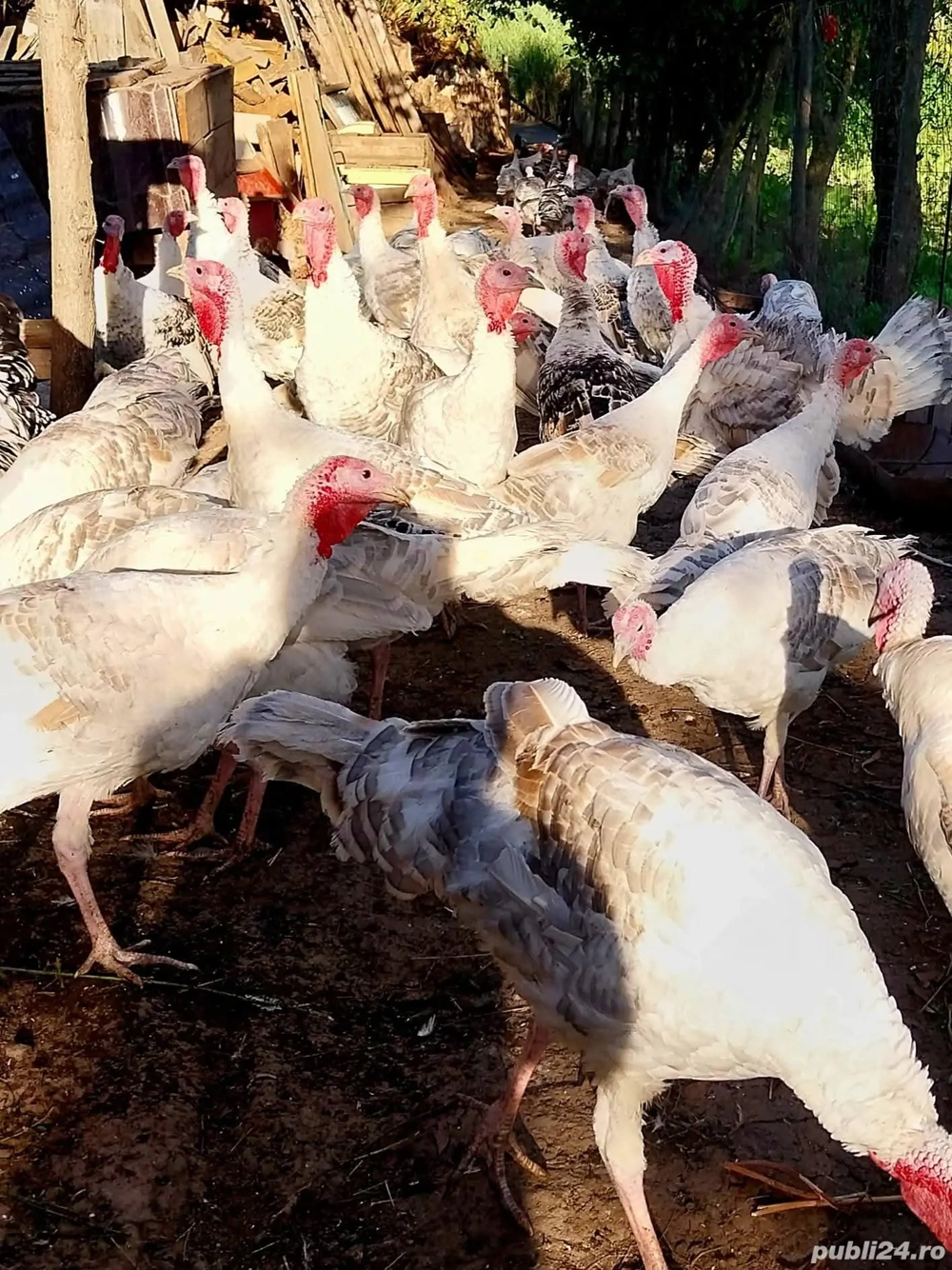 De vânzare! De vânzare!