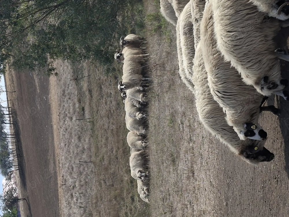 Se vinde turma de oi Se vinde turma de oi