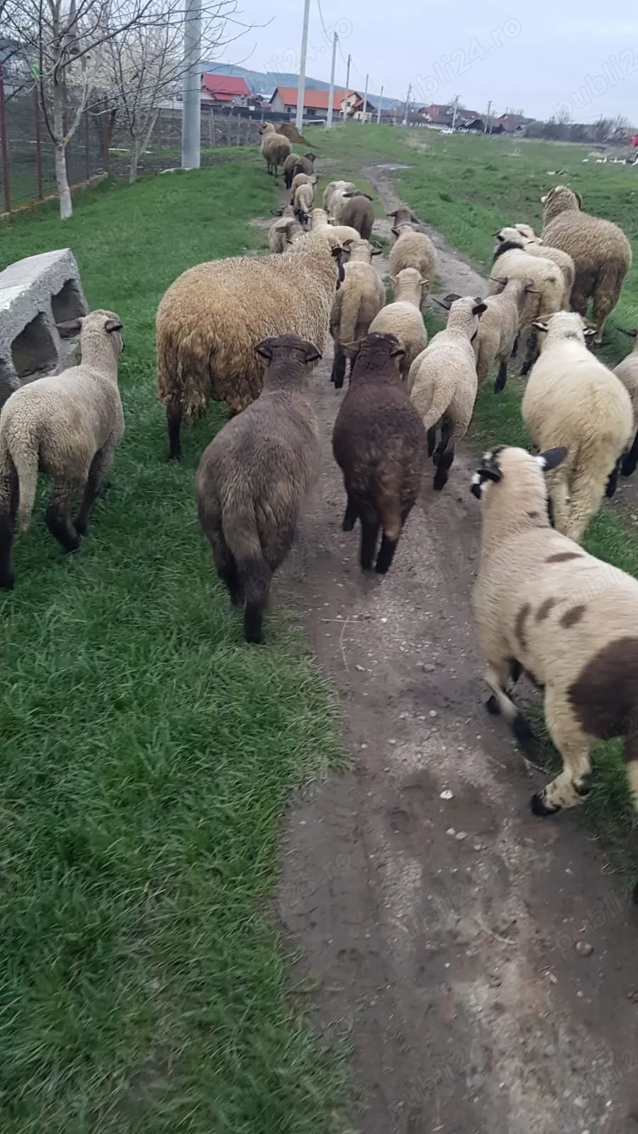 Vand miei cu greutatea între 20-30 kg Vand miei cu greutatea între 20-30 kg