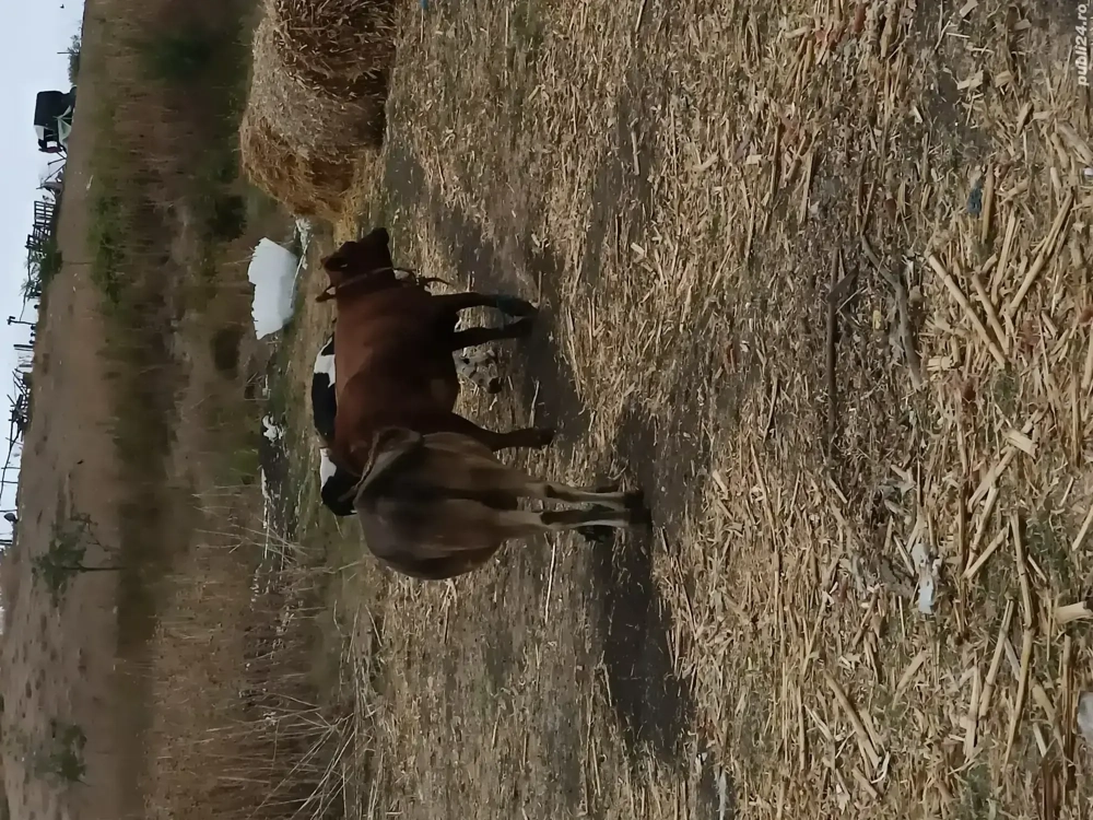 4 vaci si 1 taure de vânzare  4 vaci si 1 taure de vânzare