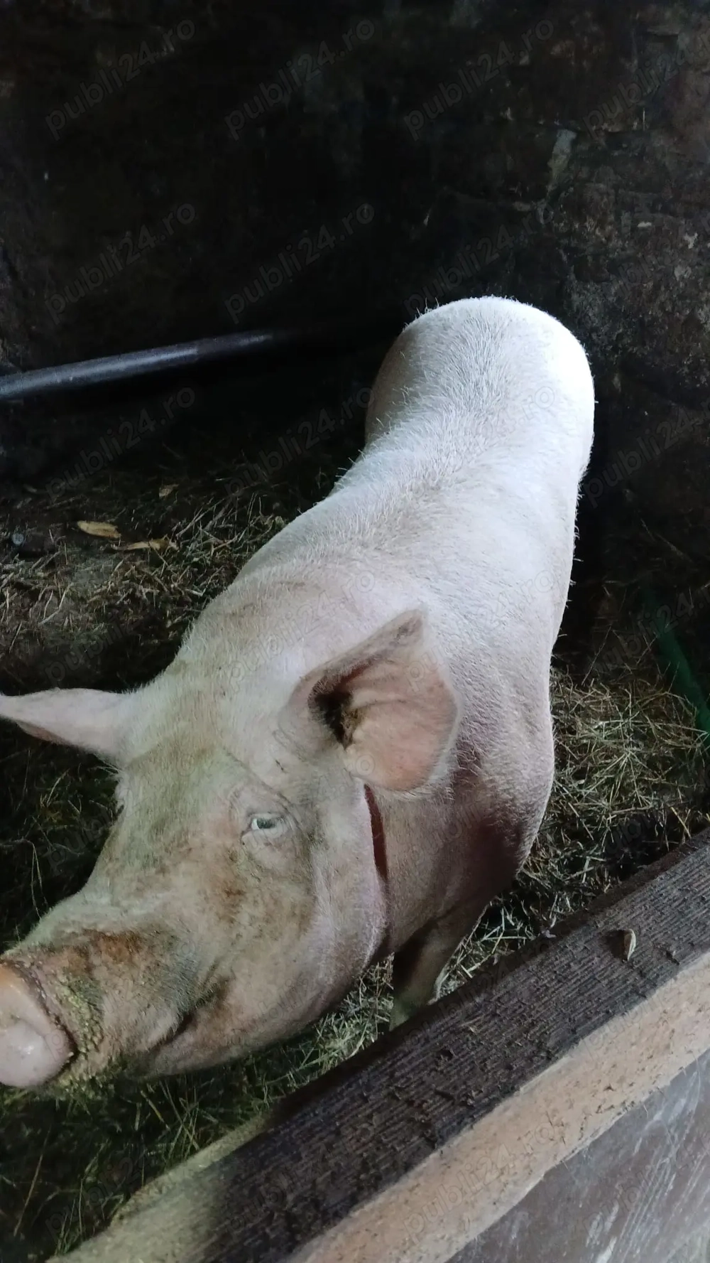 Vand sau schimb Vand sau schimb