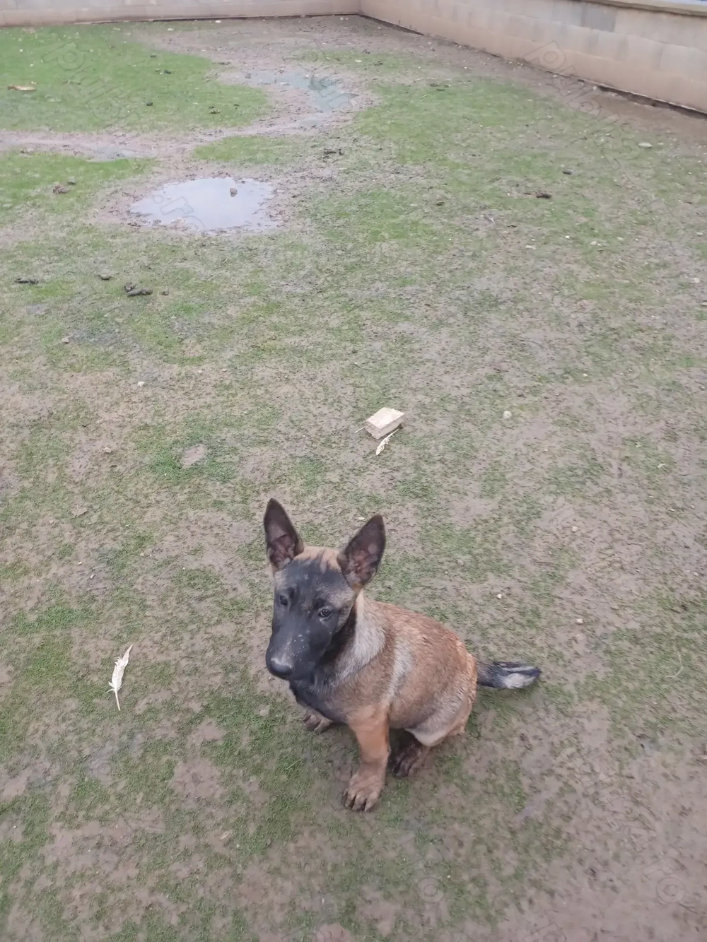 Ciobănesc Belgian Malinois