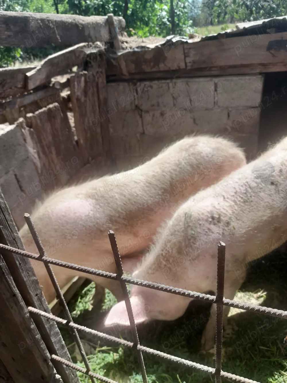 Vand porcii de carne 