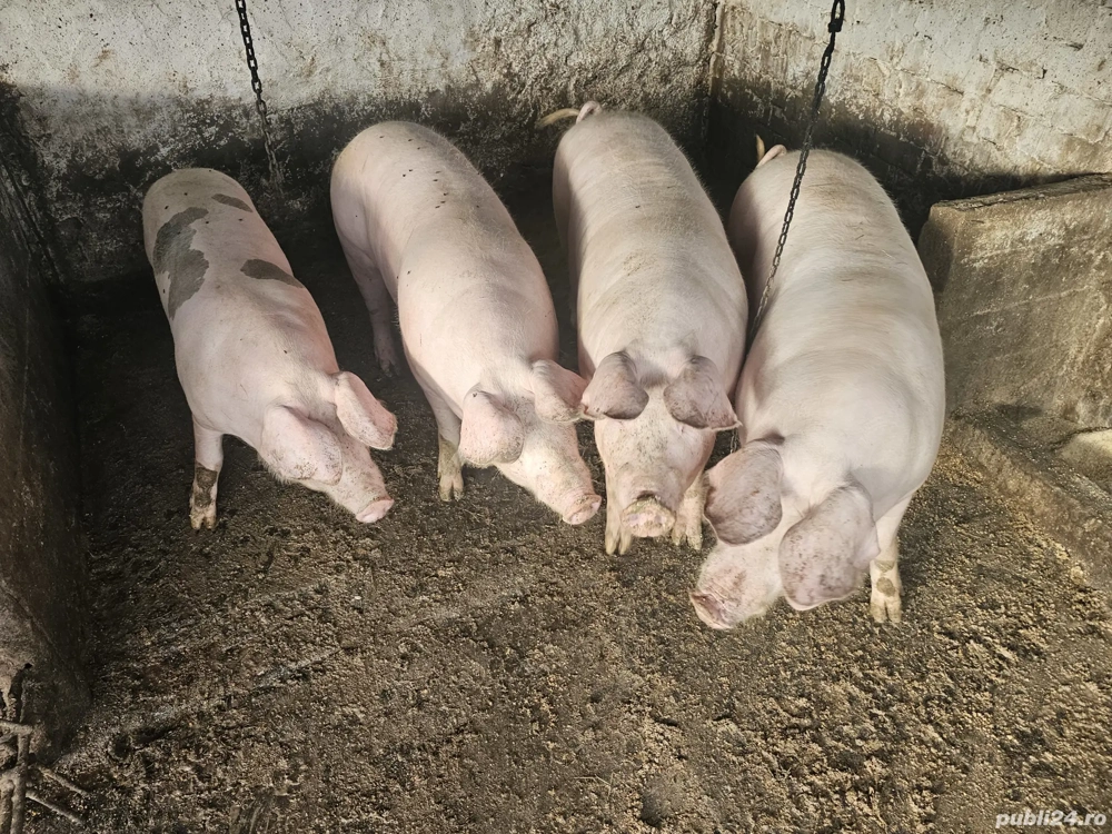 porc de vanzare  porc de vanzare