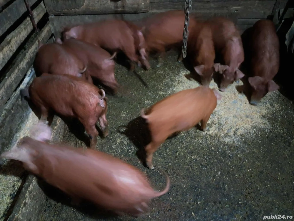 Purcei de Vinzare  Purcei de Vinzare