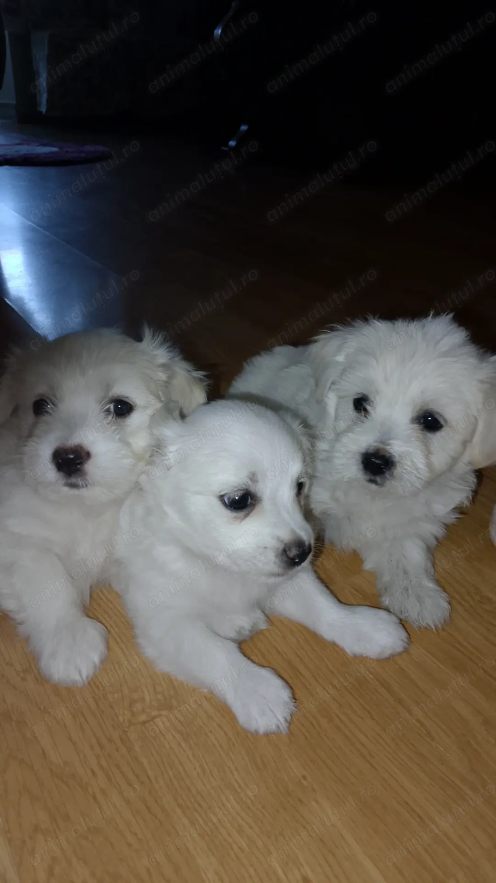 Bichoni de vânzare! Bichoni de vânzare!