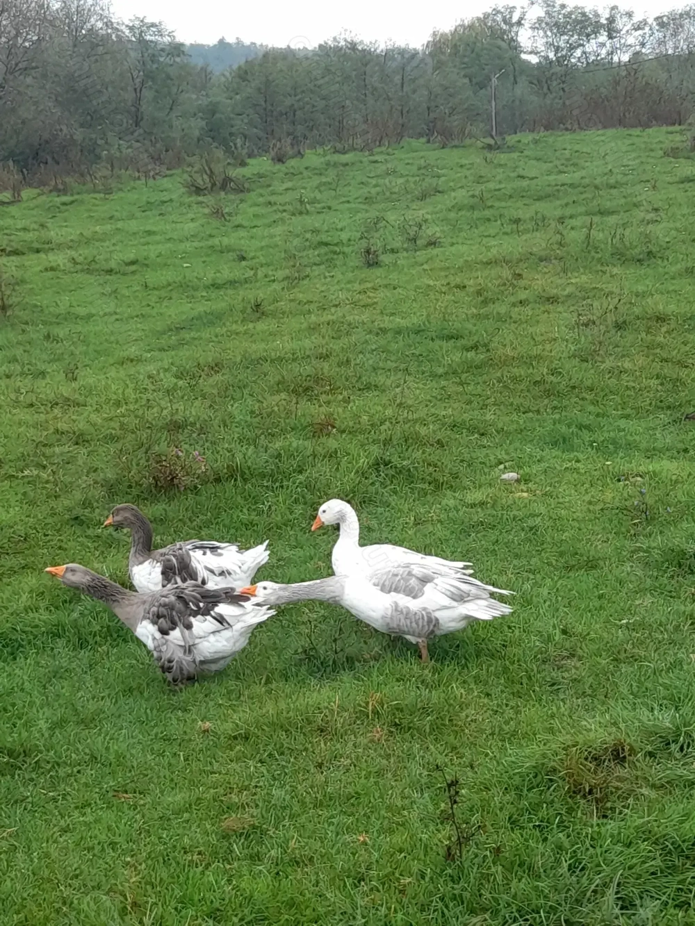 Gaste  comune 3+1 Gaste  comune 3+1