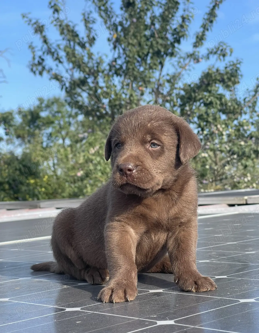 **Căței Labrador ciocolatiu**