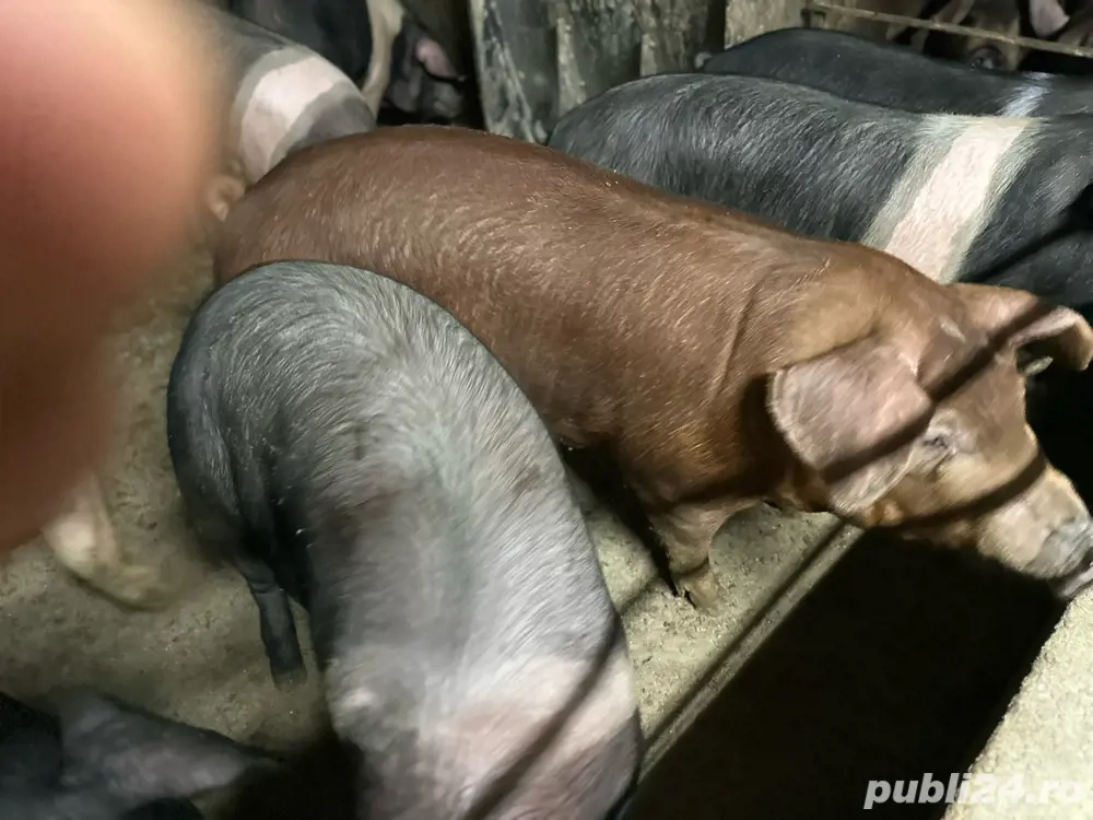 Porci de taiat Porci de taiat