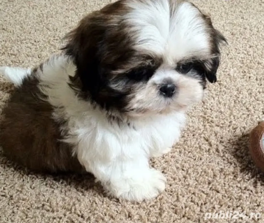 Shih-tzu talie mica